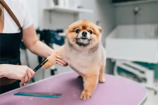 550x367_formacin-fazyv-ensenara-estetica-canina-diplomatura-ocho-meses-1148484-132946.webp
