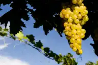 Es el vino emblema de Argentina, se produce en Tucumán y por todas estas razones vale la pena descorcharlo