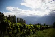 Es el vino emblema de Argentina, se produce en Tucumán y por todas estas razones vale la pena descorcharlo
