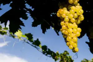 Es el vino emblema de Argentina, se produce en Tucumán y por todas estas razones vale la pena descorcharlo