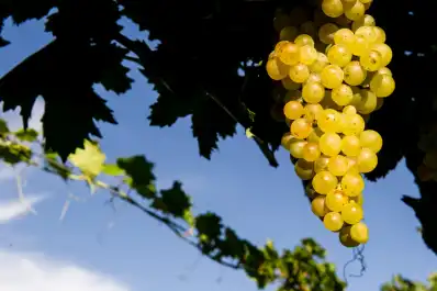 Es el vino emblema de Argentina, se produce en Tucumán y por todas estas razones vale la pena descorcharlo