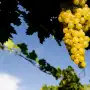 Es el vino emblema de Argentina, se produce en Tucumán y por todas estas razones vale la pena descorcharlo