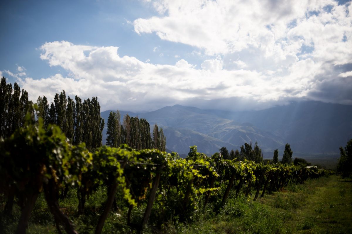 VIÑEDOS EN TUCUMÁN. La imagen corresponde a una finca ubicada en la zona de Colalao del Valle.
