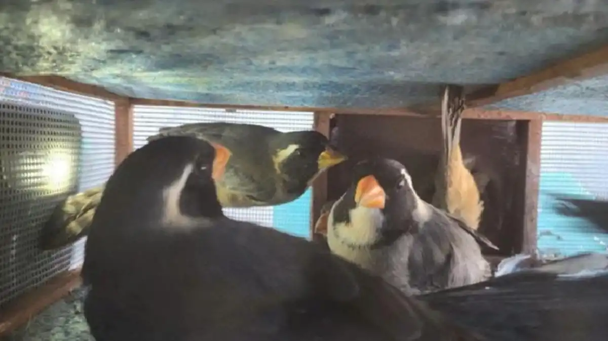 Transportaba 27 aves silvestres ocultas en el baúl de un auto y fue descubierto durante un control en Trancas