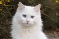 Día Internacional del Gato: cuáles son las cinco razas más inteligentes y astutas