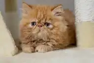 Día Internacional del Gato: cuáles son las cinco razas más inteligentes y astutas