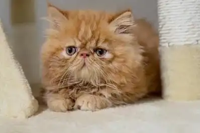 Día Internacional del Gato: cuáles son las cinco razas más inteligentes y astutas