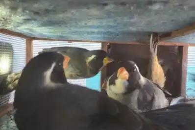 Transportaba 27 aves silvestres ocultas en el baúl de un auto y fue descubierto durante un control en Trancas