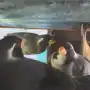 Transportaba 27 aves silvestres ocultas en el baúl de un auto y fue descubierto durante un control en Trancas