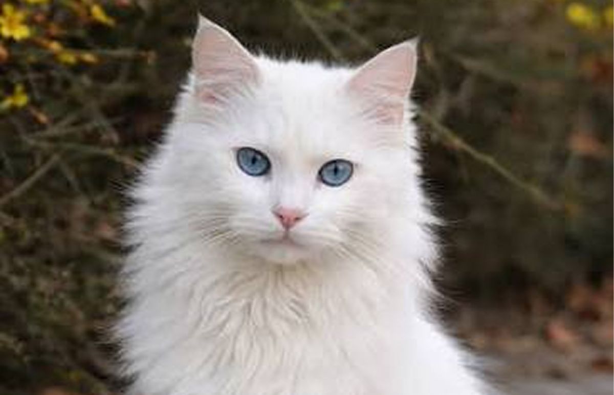 Angora turco
