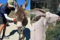 Voluntariado en Nueva Zelanda: buscan personas para vivir gratis y cuidar caballos y ponys