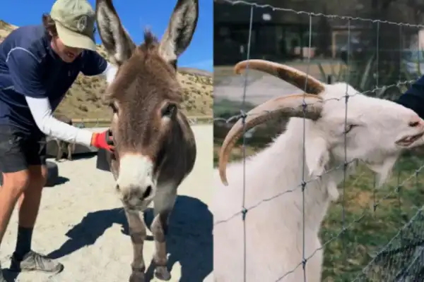 Voluntariado en Nueva Zelanda: buscan personas para vivir gratis y cuidar caballos y ponys