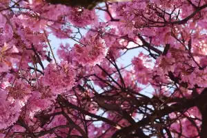Tucumán se tiñe de colores: los lapachos ya florecen y anuncian la llegada de la primavera