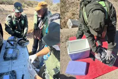 Gendarmería secuestró más de 17 kilos de marihuana durante controles a colectivos en Tucumán