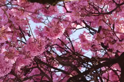 Tucumán se tiñe de colores: los lapachos ya florecen y anuncian la llegada de la primavera