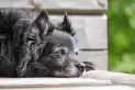 Cuatro veterinarios tucumanos explican en qué casos utilizan cannabis medicinal como tratamiento complementario y sus límites