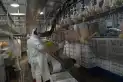 Corea del Sur reabrió su mercado para la carne aviar argentina