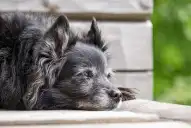 Cuatro veterinarios tucumanos explican en qué casos utilizan cannabis medicinal como tratamiento complementario y sus límites