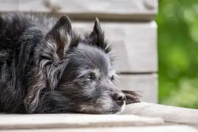 Cuatro veterinarios tucumanos explican en qué casos utilizan cannabis medicinal como tratamiento complementario y sus límites