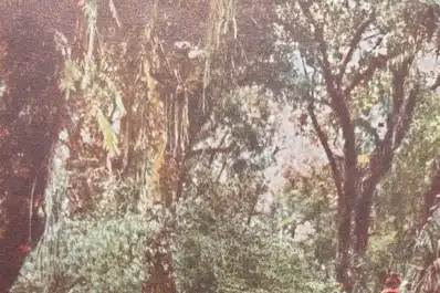 Recuerdos fotográficos: la opulencia de la selva de San Javier
