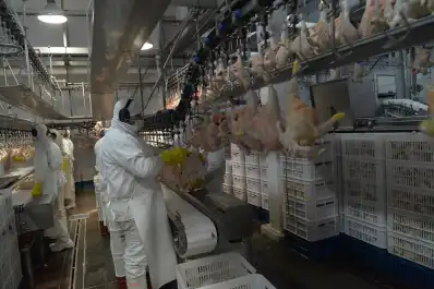 Corea del Sur reabrió su mercado para la carne aviar argentina