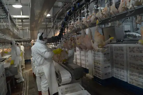 550x367_produccion-carne-aviar-agricultura-1149457-121733.webp