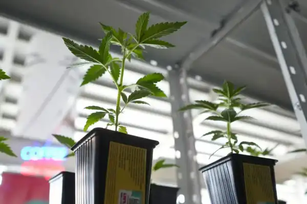 Mendoza regula el cannabis medicinal para animales y se transformó en la primera del país en autorizar su uso terapéutico