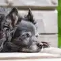 Cuatro veterinarios tucumanos explican en qué casos utilizan cannabis medicinal como tratamiento complementario y sus límites