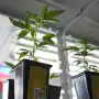 Mendoza regula el cannabis medicinal para animales y se transformó en la primera del país en autorizar su uso terapéutico