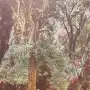 Recuerdos fotográficos: la opulencia de la selva de San Javier