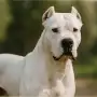 Ataque de dogos en Córdoba: una nena de dos años está en estado crítico