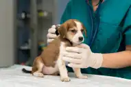 Denuncian que una mujer atendía animales sin ser veterinaria: qué respondió la acusada