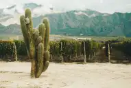 De Borgoña a Chañar Punco: el mejor Chardonnay del país nace donde la piedra le da identidad al vino