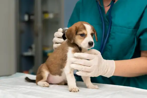 Denuncian que una mujer atendía animales sin ser veterinaria: qué respondió la acusada
