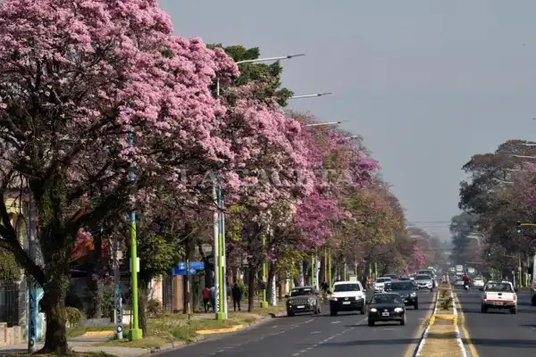 ¿Por qué florecen los lapachos en Tucumán antes de la primavera?