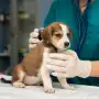 Denuncian que una mujer atendía animales sin ser veterinaria: qué respondió la acusada