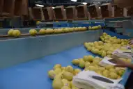 Exportaciones: los limones tucumanos podrán ingresar al mercado de Panamá