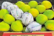 Se abrió el mercado panameño para limón, naranja y mandarina argentinos