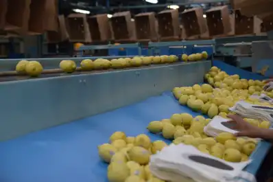 Exportaciones: los limones tucumanos podrán ingresar al mercado de Panamá