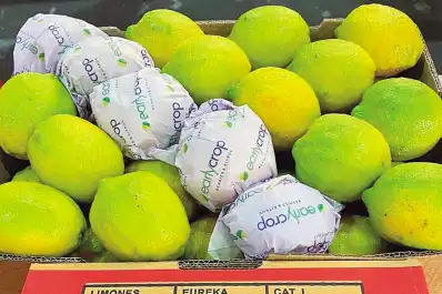 Se abrió el mercado panameño para limón, naranja y mandarina argentinos