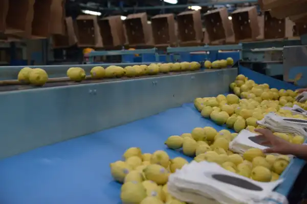 Exportaciones: los limones tucumanos podrán ingresar al mercado de Panamá