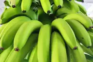 Analizaron temas legales sobre el tránsito de bananas en el NOA