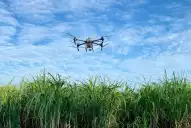 Los ingenios Famaillá y Bella Vista usaron drones para aplicar madurativos en la caña