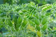 Las legumbres de invierno crecen como estrategia de diversificación