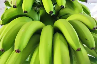 Analizaron temas legales sobre el tránsito de bananas en el NOA