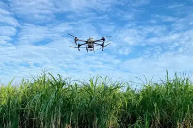 Los ingenios Famaillá y Bella Vista usaron drones para aplicar madurativos en la caña