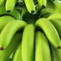 Analizaron temas legales sobre el tránsito de bananas en el NOA
