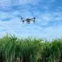 Los ingenios Famaillá y Bella Vista usaron drones para aplicar madurativos en la caña