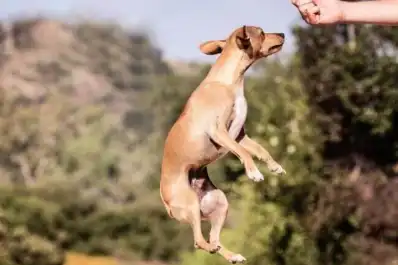 Agotamiento mental: la clave para reducir la hiperactividad en los perros