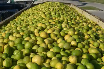 Pérdida de jornales: en Uatre advirtieron que las lluvias afectaron los ingresos de los trabajadores citrícolas